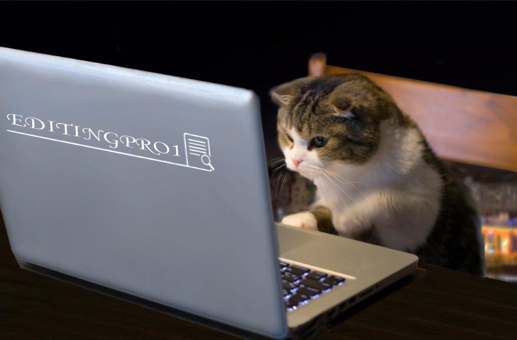 Cat with laptop